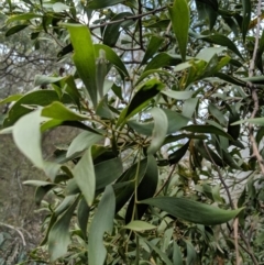 Acacia melanoxylon at Captains Flat, NSW - 30 Aug 2019