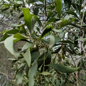 Acacia melanoxylon at Captains Flat, NSW - 30 Aug 2019 12:02 PM