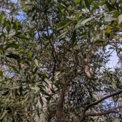 Acacia melanoxylon at Captains Flat, NSW - 30 Aug 2019 12:02 PM