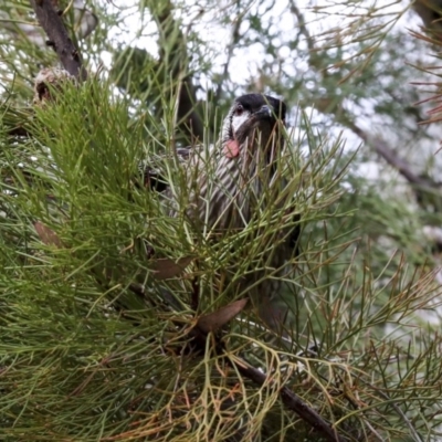 Anthochaera carunculata (Red Wattlebird) at Acton, ACT - 30 Aug 2019 by AlisonMilton