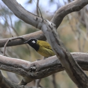 Nesoptilotis leucotis at Acton, ACT - 30 Aug 2019