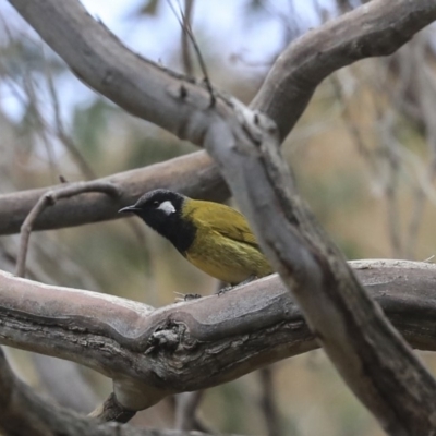 Nesoptilotis leucotis (White-eared Honeyeater) at Acton, ACT - 30 Aug 2019 by AlisonMilton