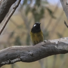 Nesoptilotis leucotis at Acton, ACT - 30 Aug 2019 01:32 PM