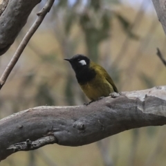 Nesoptilotis leucotis at Acton, ACT - 30 Aug 2019 01:32 PM