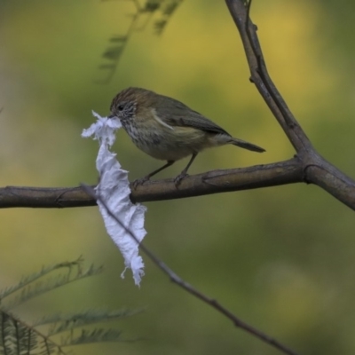 Acanthiza lineata (Striated Thornbill) at Acton, ACT - 30 Aug 2019 by AlisonMilton