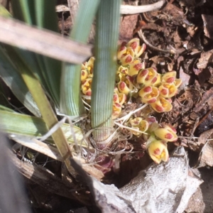 Lomandra bracteata at Griffith, ACT - 30 Aug 2019 12:45 PM