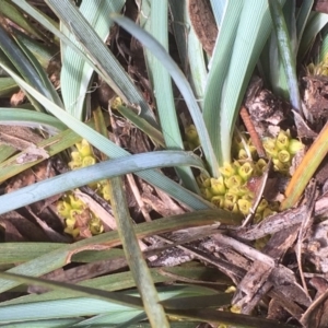 Lomandra bracteata at Griffith, ACT - 30 Aug 2019