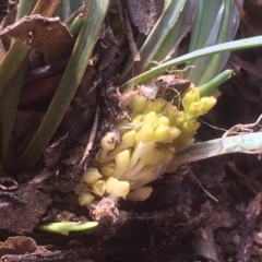 Lomandra bracteata at Griffith, ACT - 30 Aug 2019