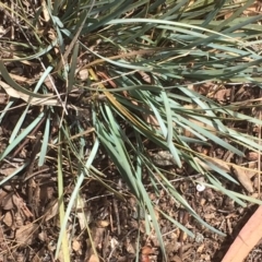 Lomandra bracteata at Griffith, ACT - 30 Aug 2019