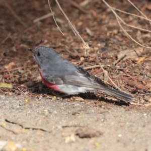 Petroica rosea at Acton, ACT - 30 Aug 2019 01:49 PM