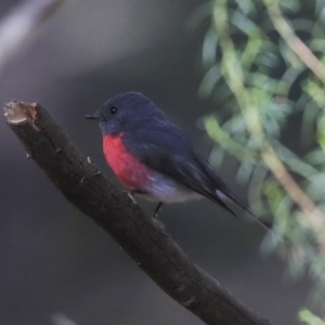 Petroica rosea at Acton, ACT - 30 Aug 2019