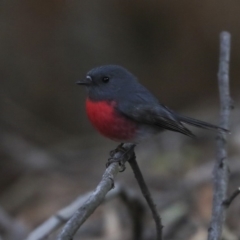 Petroica rosea at Acton, ACT - 30 Aug 2019 01:49 PM