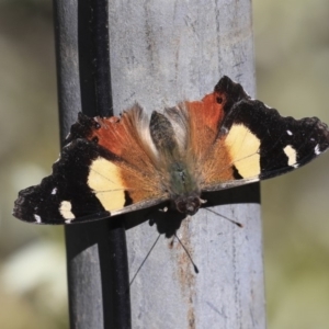 Vanessa itea at Acton, ACT - 30 Aug 2019 02:20 PM