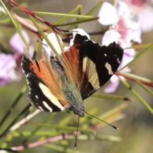 Vanessa itea at Acton, ACT - 30 Aug 2019