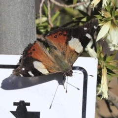 Vanessa itea at Acton, ACT - 30 Aug 2019