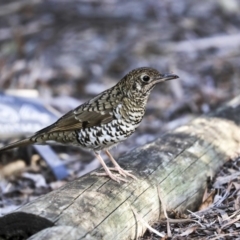 Zoothera lunulata (Bassian Thrush) at Acton, ACT - 30 Aug 2019 by Alison Milton