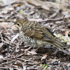 Zoothera lunulata at Acton, ACT - 30 Aug 2019 03:54 PM