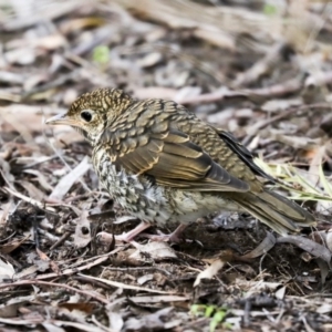 Zoothera lunulata at Acton, ACT - 30 Aug 2019