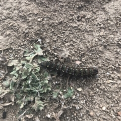 Apina callisto at Watson, ACT - 30 Aug 2019 03:20 PM