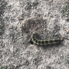 Apina callisto at Watson, ACT - 30 Aug 2019 03:20 PM