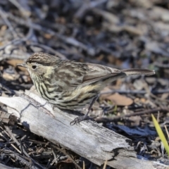 Pyrrholaemus sagittatus (Speckled Warbler) at Hawker, ACT - 29 Aug 2019 by Alison Milton
