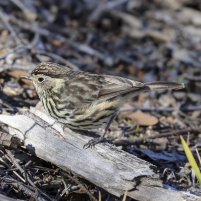 Pyrrholaemus sagittatus (Speckled Warbler) at Hawker, ACT - 29 Aug 2019 by Alison Milton