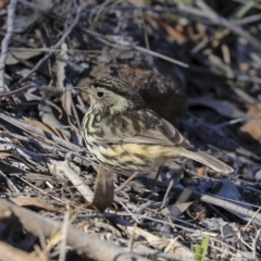 Pyrrholaemus sagittatus at Hawker, ACT - 29 Aug 2019