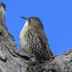 Cormobates leucophaea at Hawker, ACT - 29 Aug 2019