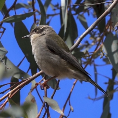 Melithreptus brevirostris (Brown-headed Honeyeater) at Hawker, ACT - 29 Aug 2019 by Alison Milton