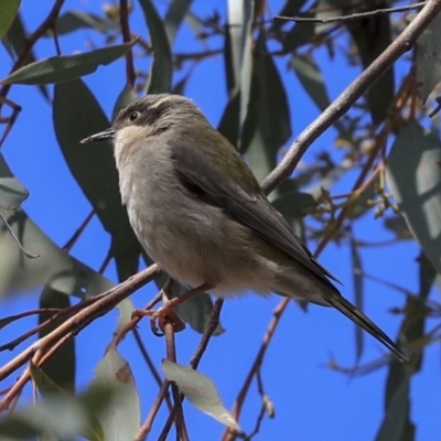Melithreptus brevirostris (Brown-headed Honeyeater) at The Pinnacle - 29 Aug 2019 by AlisonMilton