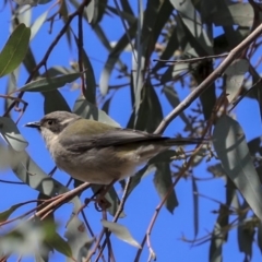 Melithreptus brevirostris at Hawker, ACT - 29 Aug 2019