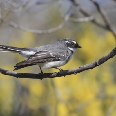 Rhipidura albiscapa (Grey Fantail) at The Pinnacle - 29 Aug 2019 by AlisonMilton
