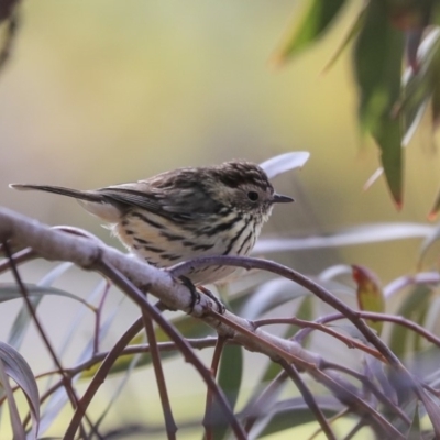 Pyrrholaemus sagittatus (Speckled Warbler) at Dunlop, ACT - 29 Aug 2019 by Alison Milton