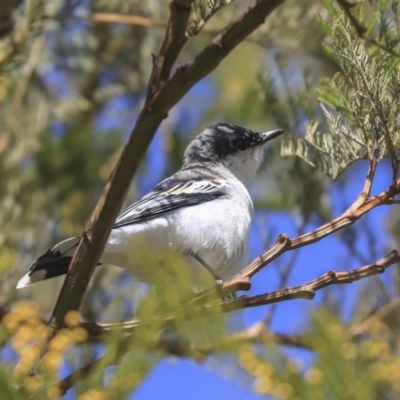 Lalage tricolor (White-winged Triller) at The Pinnacle - 29 Aug 2019 by AlisonMilton