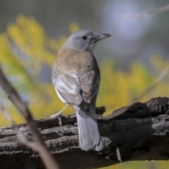 Colluricincla harmonica (Grey Shrikethrush) at Hawker, ACT - 29 Aug 2019 by Alison Milton