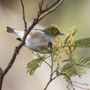 Zosterops lateralis at Hawker, ACT - 29 Aug 2019