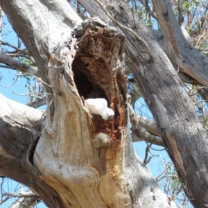 Cacatua galerita at O'Malley, ACT - 30 Aug 2019 11:18 AM