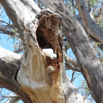 Cacatua galerita (Sulphur-crested Cockatoo) at O'Malley, ACT - 30 Aug 2019 by KumikoCallaway