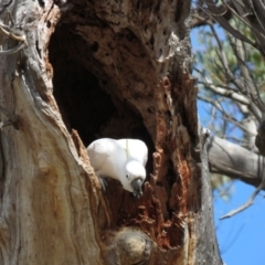 Cacatua galerita at O'Malley, ACT - 30 Aug 2019