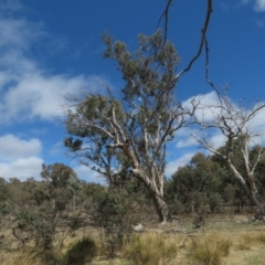 Cacatua galerita at O'Malley, ACT - 30 Aug 2019