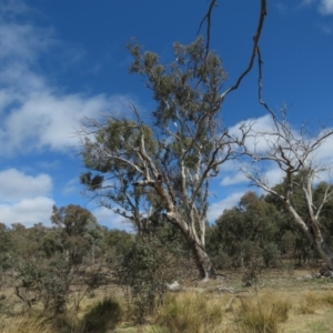 Cacatua galerita at O'Malley, ACT - 30 Aug 2019 11:18 AM