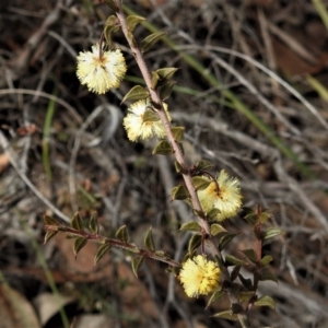 Acacia gunnii at Booth, ACT - 30 Aug 2019