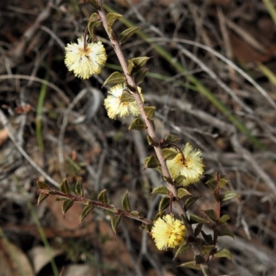 Acacia gunnii (Ploughshare Wattle) at Booth, ACT - 30 Aug 2019 by JohnBundock