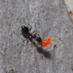 Myrmecorhynchus emeryi (Possum Ant) at Hackett, ACT - 28 Aug 2019 by TimL