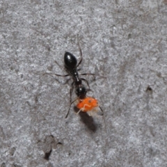 Myrmecorhynchus emeryi at Hackett, ACT - 28 Aug 2019