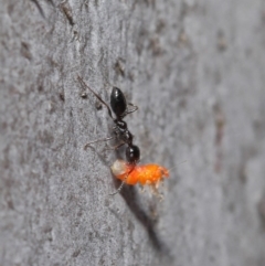 Myrmecorhynchus emeryi at Hackett, ACT - 28 Aug 2019