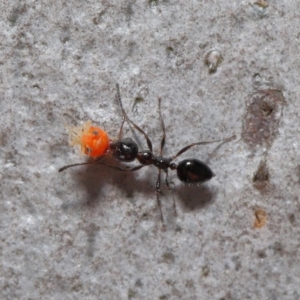 Myrmecorhynchus emeryi at Hackett, ACT - 28 Aug 2019