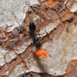 Myrmecorhynchus emeryi at Hackett, ACT - 28 Aug 2019