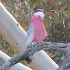 Eolophus roseicapilla (Galah) at Rob Roy Range - 20 Aug 2019 by michaelb