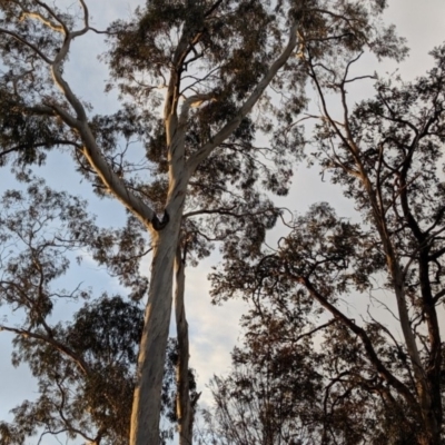 Callocephalon fimbriatum (Gang-gang Cockatoo) at Aranda, ACT - 29 Aug 2019 by Riko